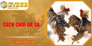 Cách Chơi Đá Gà Và Hình Thức Đặt Cược Đá Gà Tại SV368