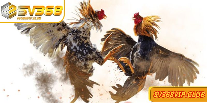 Các cách chơi đá gà hiện nay