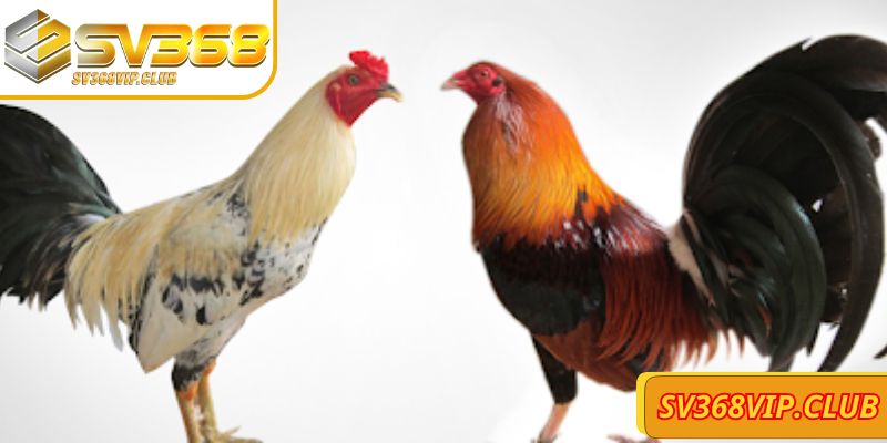 Phương án đặt cược cách chơi đá gà