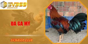 Đá Gà Mỹ SV368 Trò Chơi Đặc Sắc và Những Điều Cần Biết