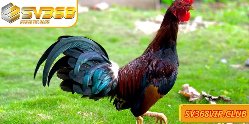 Tìm hiểu đá gà Mỹ