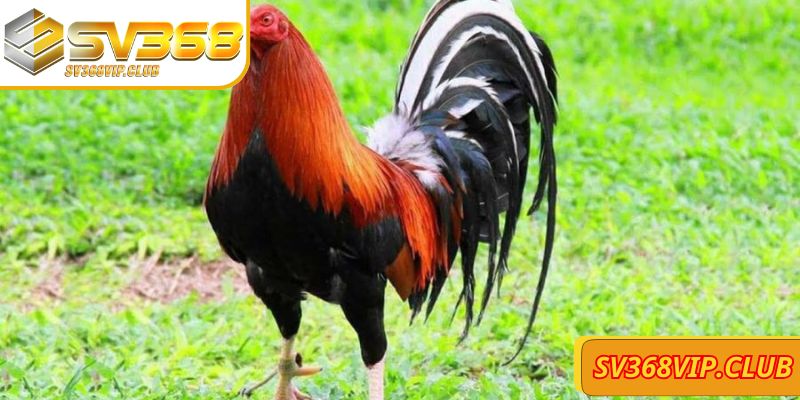 Ưu điểm đá gà Mỹ