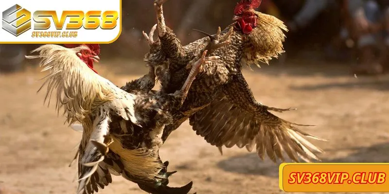 Các hình thức đá gà SV368 đa dạng, chuyên nghiệp