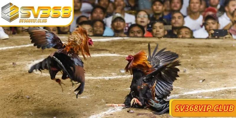 Đá gà SV368 là một hành trình gay cấn, hấp dẫn