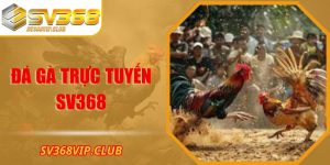 Đá gà trực tiếp SV368 - Kinh Nghiệm Chơi Chắc Thắng