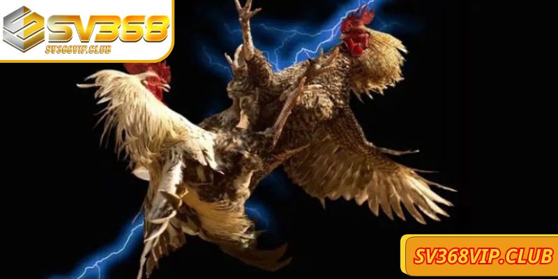 Bí kíp Đá gà trực tiếp SV368