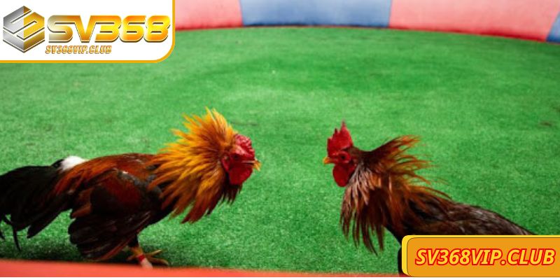 Thông tin Đá gà trực tiếp SV368