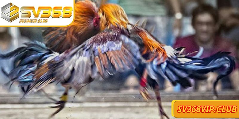 Ưu điểm Đá gà trực tiếp SV368