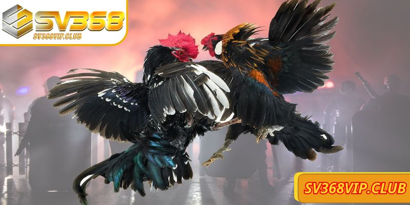 Điều khó trong mẹo cược đá gà