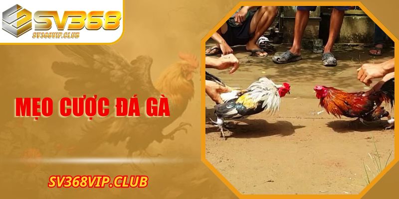 Mẹo Cược Đá Gà – Những Lưu Ý Khi Theo Dõi Trận Đấu Từ SV368